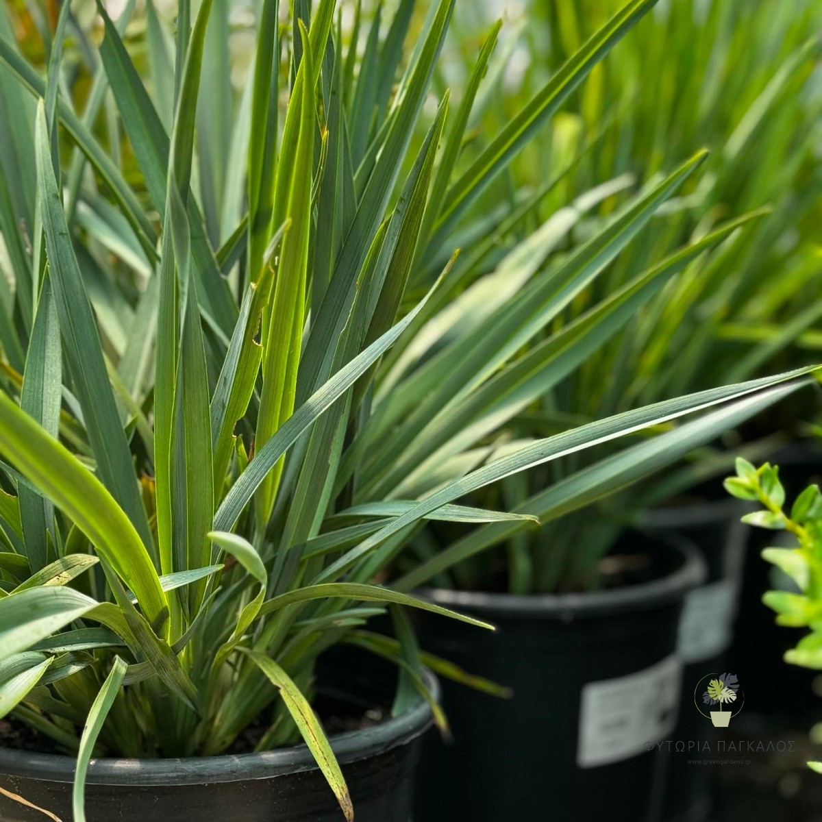 Διανέλλα (Dianella revoluta) | Αειθαλές Διακοσμητικό Φυτό για Σύγχρονους Κήπους - 2